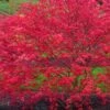 'Beni Maiko' Red Dancing Girl Japanese Maple - 5 Gallon Pot 1 'Beni Maiko' Red Dancing Girl Japanese Maple - 5 Gallon Pot -Wilson Bros Gardens acer palmatum beni maiko japanese maple 4