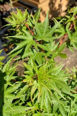 Corvallis Broom Dwarf Coral Bark Japanese Maple - 3 Gallon Pot -Wilson Bros Gardens acer palmatum corvallis broom dwarf coral bark japanese maple 3