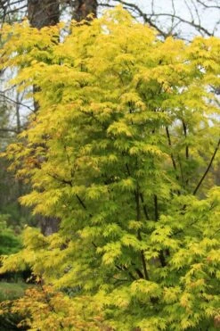 Spring Orange Japanese Maple (Acer Palmatum 'Daidai Haru) - 3 Gallon Pot -Wilson Bros Gardens acer palmatum daidai haru spring orange japanese maple 7