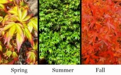 Kiyohime Spreading Japanese Maple - 2 Gallon Pot -Wilson Bros Gardens acer palmatum kiyohime dwarf japanese maple 7