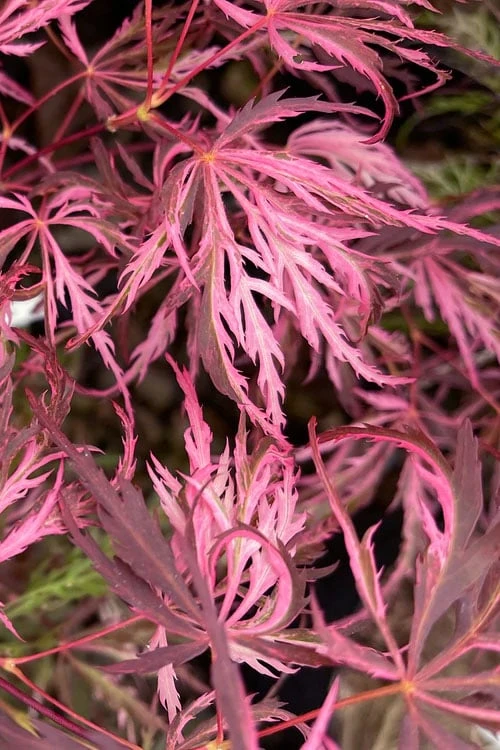 Pink Ballerina Japanese Maple - 5 Gallon Pot 6 Pink Ballerina Japanese Maple - 5 Gallon Pot - Image 4