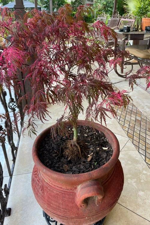 Pink Ballerina Japanese Maple - 5 Gallon Pot 7 Pink Ballerina Japanese Maple - 5 Gallon Pot - Image 5