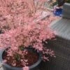 Taylor Pink Japanese Maple - 3 Gallon Pot -Wilson Bros Gardens acer palmatum taylors pink japanese maple 5