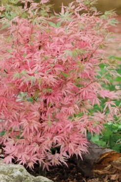 Taylor Pink Japanese Maple - 3 Gallon Pot -Wilson Bros Gardens acer palmatum taylors pink japanese maple 8