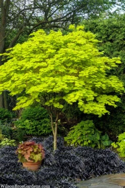 Jordan Golden Full Moon Japanese Maple - 3 Gallon Pot -Wilson Bros Gardens acer shirasawanum jordan golden full moon japanese maple 1