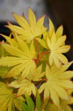 Jordan Golden Full Moon Japanese Maple - 3 Gallon Pot -Wilson Bros Gardens acer shirasawanum jordan golden full moon japanese maple 4