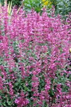 Rosie Posie Agastache (Hummingbird Mint) - 1 Gallon Pot 17 Rosie Posie Agastache (Hummingbird Mint) - 1 Gallon Pot -Wilson Bros Gardens agastache rosie posie hummingbird mint 6