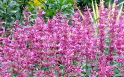 Rosie Posie Agastache (Hummingbird Mint) - 1 Gallon Pot 18 Rosie Posie Agastache (Hummingbird Mint) - 1 Gallon Pot -Wilson Bros Gardens agastache rosie posie hummingbird mint 7