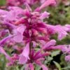 Rosie Posie Agastache (Hummingbird Mint) - 1 Gallon Pot -Wilson Bros Gardens agastache rosie posie hummingbird mint 8