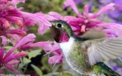 Rosie Posie Agastache (Hummingbird Mint) - 1 Gallon Pot 14 Rosie Posie Agastache (Hummingbird Mint) - 1 Gallon Pot -Wilson Bros Gardens agastache rosie posie hummingbird mint 9