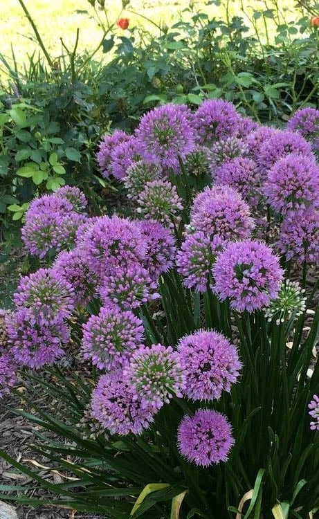 Millenium Allium (Ornamental Onion) - 6 Pack Of 1 Gallon Pots 6 Millenium Allium (Ornamental Onion) - 6 Pack Of 1 Gallon Pots - Image 4