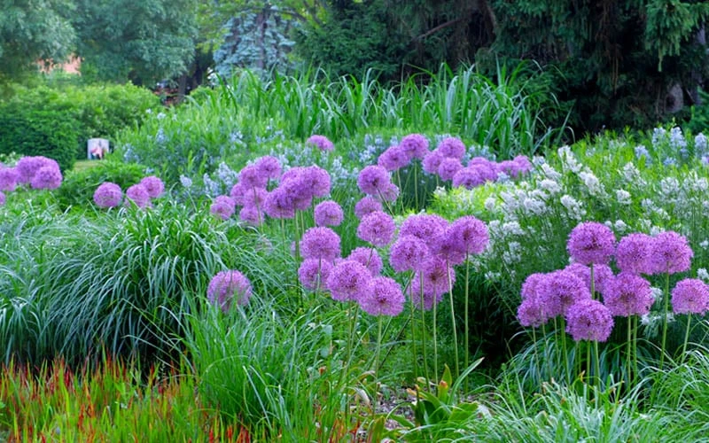 Millenium Allium (Ornamental Onion) - 6 Pack Of 1 Gallon Pots 7 Millenium Allium (Ornamental Onion) - 6 Pack Of 1 Gallon Pots - Image 5