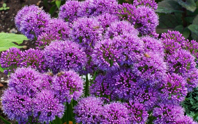 Millenium Allium (Ornamental Onion) - 6 Pack Of 1 Gallon Pots 11 Millenium Allium (Ornamental Onion) - 6 Pack Of 1 Gallon Pots - Image 9