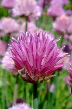 Chives Plant (Allium Schoenoprasum) - 5 Pack Of Quart Pots 13 Chives Plant (Allium Schoenoprasum) - 5 Pack Of Quart Pots -Wilson Bros Gardens allium schoenprasum chives 2