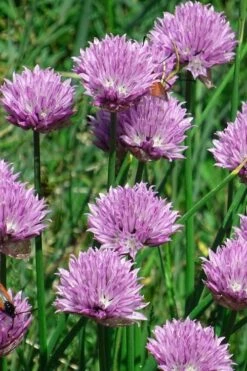 Chives Plant (Allium Schoenoprasum) - 5 Pack Of Quart Pots 12 Chives Plant (Allium Schoenoprasum) - 5 Pack Of Quart Pots -Wilson Bros Gardens allium schoenprasum chives 3
