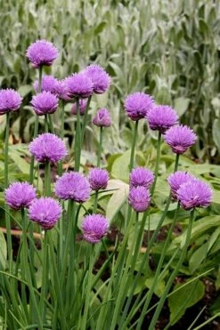 Chives Plant (Allium Schoenoprasum) - 5 Pack Of Quart Pots 11 Chives Plant (Allium Schoenoprasum) - 5 Pack Of Quart Pots -Wilson Bros Gardens allium schoenprasum chives 4