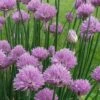 Chives Plant (Allium Schoenoprasum) - 5 Pack Of Quart Pots 1 Chives Plant (Allium Schoenoprasum) - 5 Pack Of Quart Pots -Wilson Bros Gardens allium schoenprasum chives 5