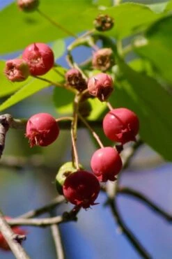 Downy Serviceberry Tree (Amelanchier Arborea) - 3 Gallon Pot -Wilson Bros Gardens amelanchier arborea downy serviceberry berries 1