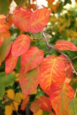 Downy Serviceberry Tree (Amelanchier Arborea) - 3 Gallon Pot -Wilson Bros Gardens amelanchier arborea downy serviceberry fall leaves 1