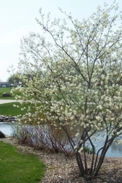 Downy Serviceberry Tree (Amelanchier Arborea) - 3 Gallon Pot -Wilson Bros Gardens amelanchier arborea downy serviceberry tree 2
