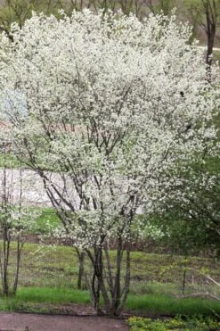 Downy Serviceberry Tree (Amelanchier Arborea) - 3 Gallon Pot -Wilson Bros Gardens amelanchier arborea downy serviceberry tree 3