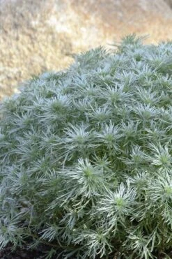 Silver Mound Artemisia - 1 Gallon Pot 12 Silver Mound Artemisia - 1 Gallon Pot -Wilson Bros Gardens artemisia schmidtiana silver mound 4
