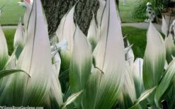 Snowcap Cast Iron Plant (Aspidistra Elatior 'Snowcap') - 3 Gallon Pot -Wilson Bros Gardens aspidistra elatior snow cap cast iron plant 2