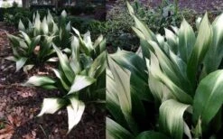 Snowcap Cast Iron Plant (Aspidistra Elatior 'Snowcap') - 3 Gallon Pot -Wilson Bros Gardens aspidistra elatior snow cap cast iron plant 4