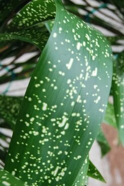 Spek-tacular Cast Iron Plant - 3 Gallon Pot -Wilson Bros Gardens aspidistra spek tacular cast iron plant 103