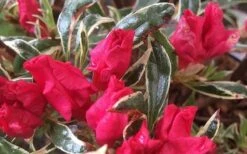 Arctic Rose Azalea - 3 Gallon Pot 12 Arctic Rose Azalea - 3 Gallon Pot -Wilson Bros Gardens azalea arctic rose 4