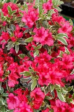 Arctic Rose Azalea - 3 Gallon Pot 11 Arctic Rose Azalea - 3 Gallon Pot -Wilson Bros Gardens azalea arctic rose 5