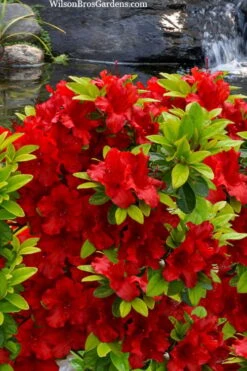 Buccaneer Red Azalea (Glenn Dale Hydrid) - 2 Gallon Pot 11 Buccaneer Red Azalea (Glenn Dale Hydrid) - 2 Gallon Pot -Wilson Bros Gardens azalea buccaneer 2