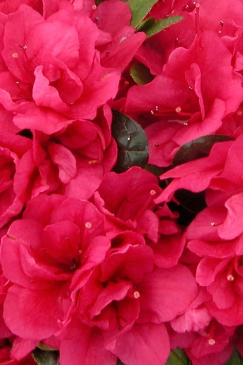 Canzonetta Azalea - 1 Gallon Pot 6 Canzonetta Azalea - 1 Gallon Pot - Image 5