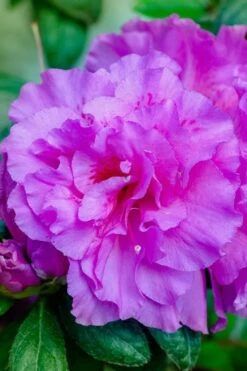 Autumn Majesty Encore Azalea - 3 Gallon Pot -Wilson Bros Gardens azalea encore autumn majesty 12