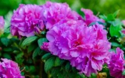 Autumn Majesty Encore Azalea - 3 Gallon Pot -Wilson Bros Gardens azalea encore autumn majesty 13