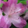 Fawn Azalea - 2 Gallon Pot -Wilson Bros Gardens azalea fawn 1