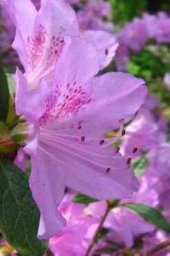 Gulf Pride Fragrant Southern Indica Azalea - 3 Gallon Pot 11 Gulf Pride Fragrant Southern Indica Azalea - 3 Gallon Pot -Wilson Bros Gardens azalea gulf pride 2