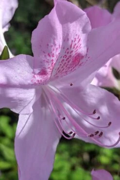 Gulf Pride Fragrant Southern Indica Azalea - 3 Gallon Pot 12 Gulf Pride Fragrant Southern Indica Azalea - 3 Gallon Pot -Wilson Bros Gardens azalea gulf pride 5