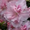 Nancy Of Robin Hill Azalea - 2 Gallon Pot -Wilson Bros Gardens azalea nancy of robin hill 4