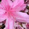Northlake Beauty Azalea - 3 Gallon Pot -Wilson Bros Gardens azalea northlake beauty 10