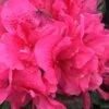 Perfecto Mundo Double Dark Pink Reblooming Azalea - 2 Gallon Pot -Wilson Bros Gardens azalea perfecto mundo double dark pink 2
