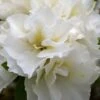 Perfecto Mundo Double White Reblooming Azalea - 2 Gallon Pot -Wilson Bros Gardens azalea perfecto mundo double white 8