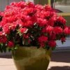 Perfecto Mundo Red Reblooming Azalea - 3 Gallon Pot -Wilson Bros Gardens azalea perfecto mundo red 3