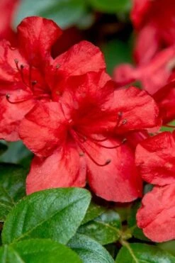 Stewartstonian Azalea - 1 Gallon Pot 14 Stewartstonian Azalea - 1 Gallon Pot -Wilson Bros Gardens azalea stewartstonian 2
