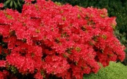 Stewartstonian Azalea - 1 Gallon Pot 17 Stewartstonian Azalea - 1 Gallon Pot -Wilson Bros Gardens azalea stewartstonian 3