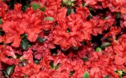 Stewartstonian Azalea - 1 Gallon Pot 19 Stewartstonian Azalea - 1 Gallon Pot -Wilson Bros Gardens azalea stewartstonian 4
