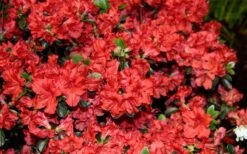 Stewartstonian Azalea - 1 Gallon Pot 18 Stewartstonian Azalea - 1 Gallon Pot -Wilson Bros Gardens azalea stewartstonian 6