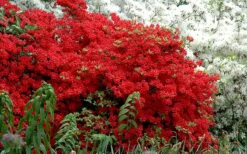 Stewartstonian Azalea - 1 Gallon Pot 15 Stewartstonian Azalea - 1 Gallon Pot -Wilson Bros Gardens azalea stewartstonian 7