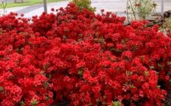 Stewartstonian Azalea - 1 Gallon Pot 16 Stewartstonian Azalea - 1 Gallon Pot -Wilson Bros Gardens azalea stewartstonian 8
