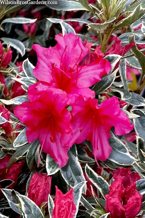 The Robe Azalea - 3 Gallon Pot 3 The Robe Azalea - 3 Gallon Pot